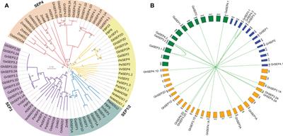 SEP-like genes of Gossypium hirsutum promote flowering via targeting different loci in a concentration-dependent manner